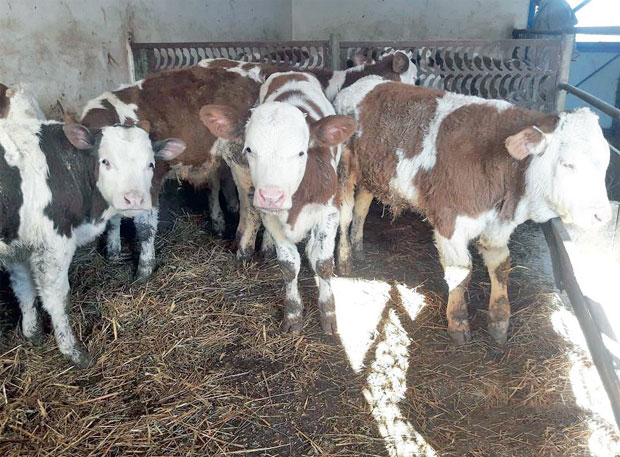 Муке сточара: Бикови прерасли откуп, уместо за сетву, новац троше на храну за животиње 